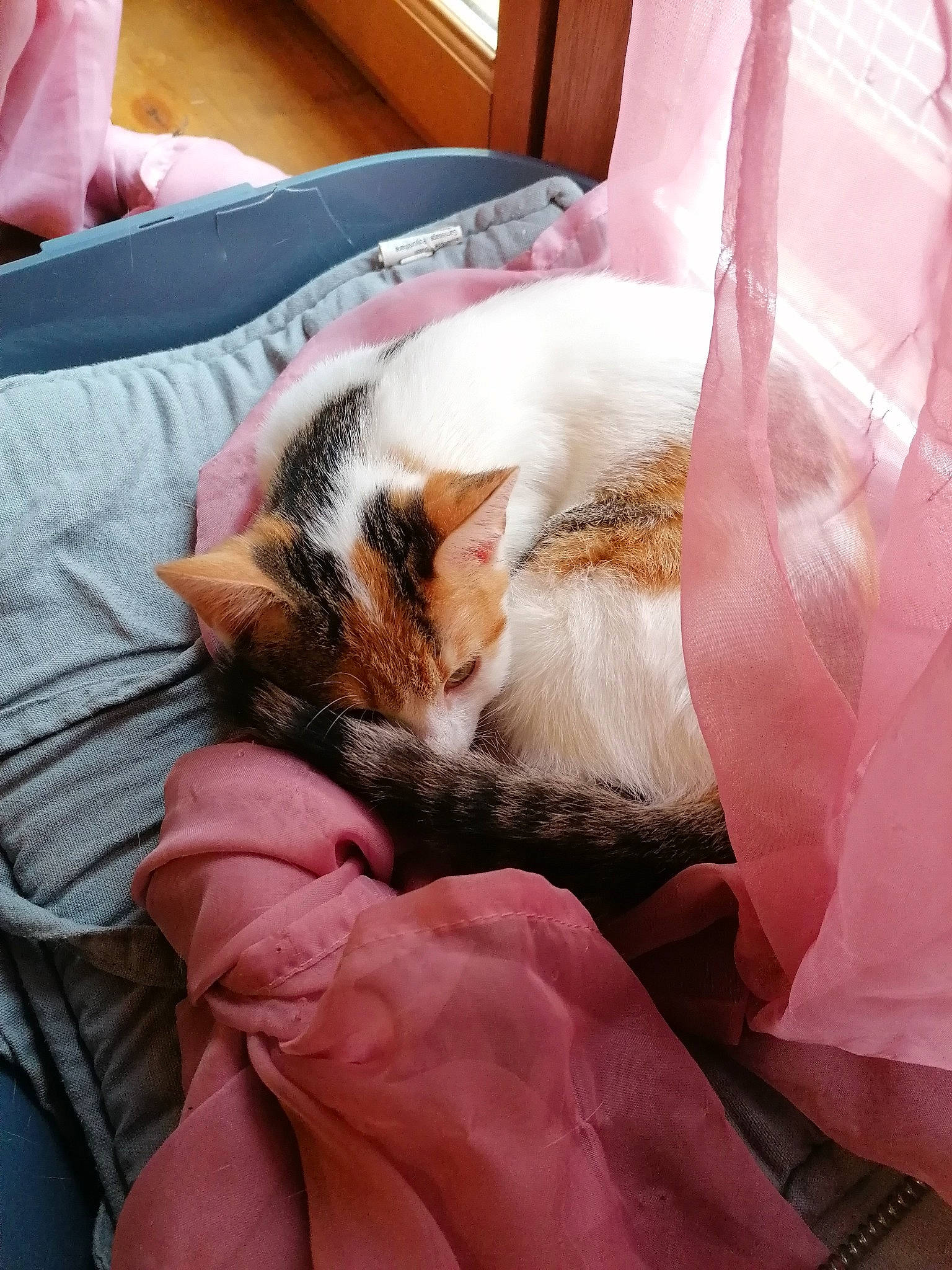 Bella a rejoint le concours — aidez-le/la à gagner de superbes lots ! carnivore, cat, ear, fawn, felidae, fur, kitten, nap, sleep, small_to_medium_sized_cats, whiskers