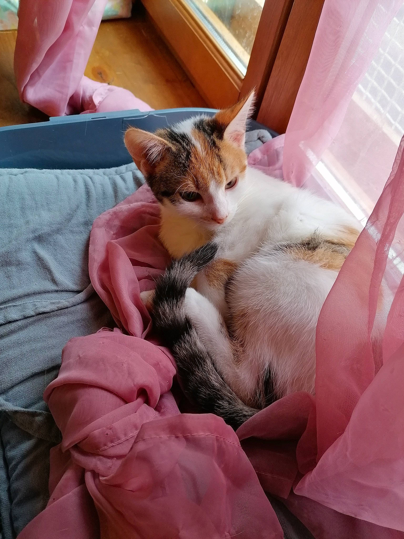 Bella participe au concours pour gagner de l'argent avec cette photo : aegean_cat, asian, carnivore, cat, felidae, fur, kitten, nap, small_to_medium_sized_cats, whiskers