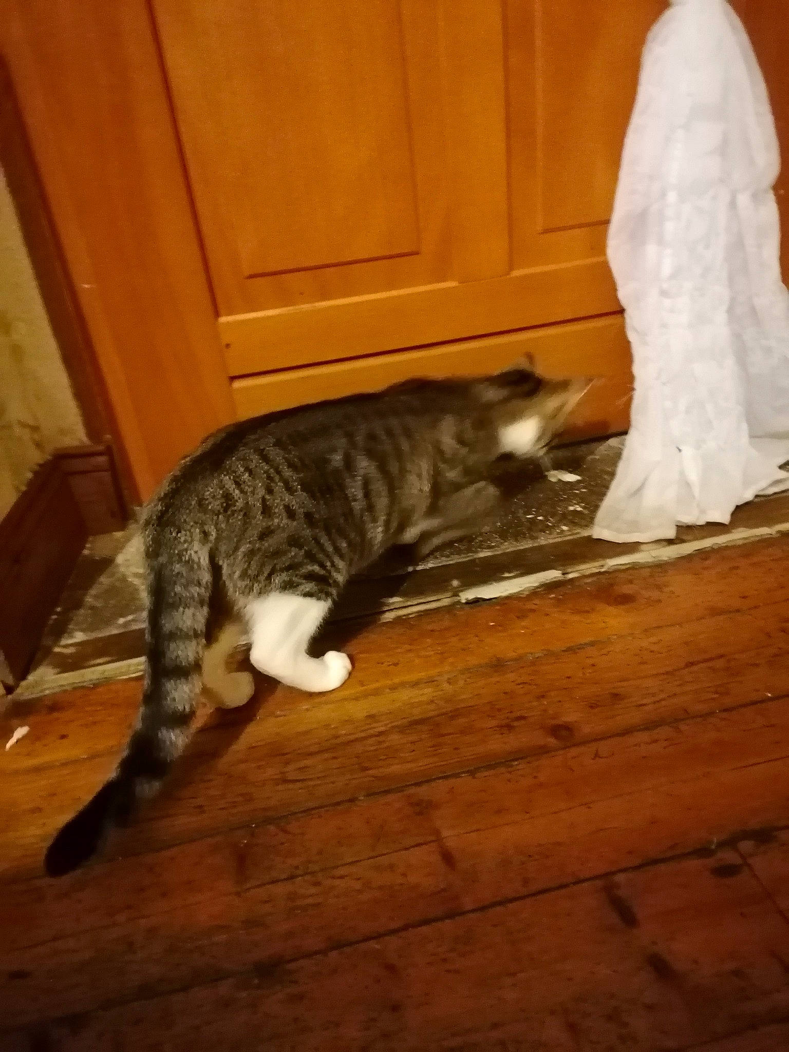 Tyna a rejoint le concours — aidez-le/la à gagner de superbes lots ! carnivore, cat, domestic_short_haired_cat, european_shorthair, fawn, felidae, floor, flooring, fur, hardwood, kitten, laminate_flooring, leg, paw, small_to_medium_sized_cats, tabby_cat, tail, whiskers, wood, wood_flooring