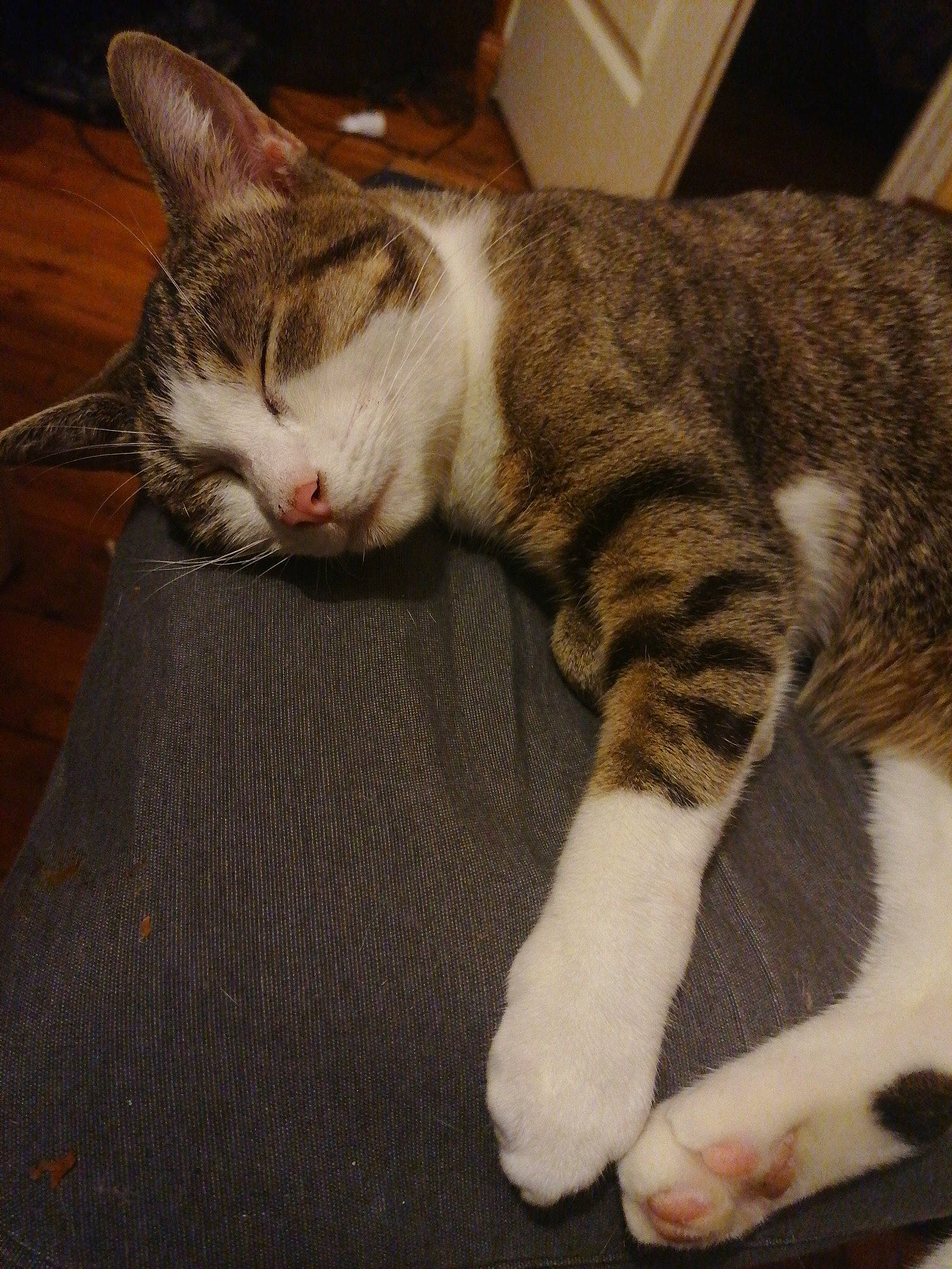 Tyna participe au concours pour gagner de l'argent avec cette photo : aegean_cat, american_shorthair, american_wirehair, asian, carnivore, cat, claw, domestic_short_haired_cat, dragon_li, european_shorthair, felidae, fur, german_rex, kitten, mammal, paw, polydactyl_cat, small_to_medium_sized_cats, tabby_cat, whiskers