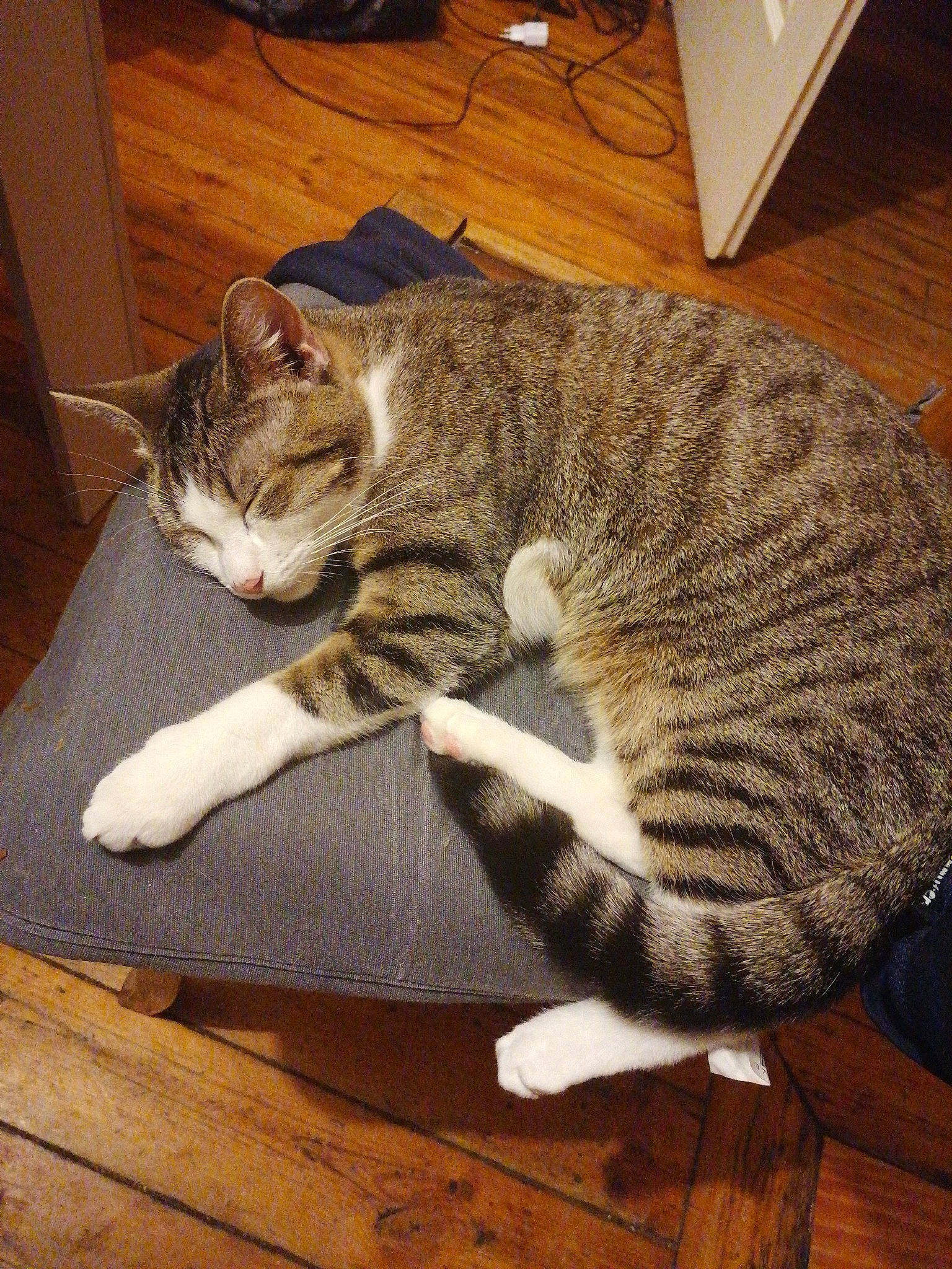 Tyna a rejoint le concours — aidez-le/la à gagner de superbes lots ! american_shorthair, arabian_mau, asian, california_spangled, carnivore, cat, domestic_short_haired_cat, dragon_li, egyptian_mau, european_shorthair, felidae, mammal, ocicat, paw, small_to_medium_sized_cats, tabby_cat, tail, vertebrate, whiskers, wood