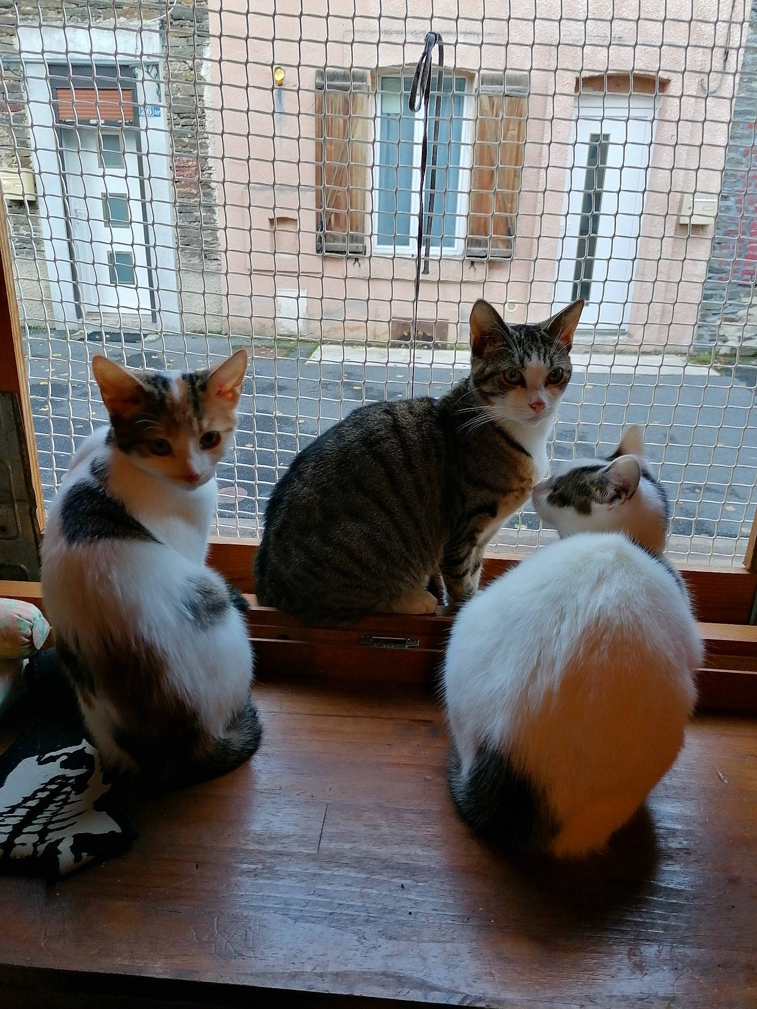 Tyna a rejoint le concours — aidez-le/la à gagner de superbes lots ! aegean_cat, asian, carnivore, cat, domestic_short_haired_cat, european_shorthair, fawn, felidae, german_rex, kitten, mammal, small_to_medium_sized_cats, vertebrate, whiskers