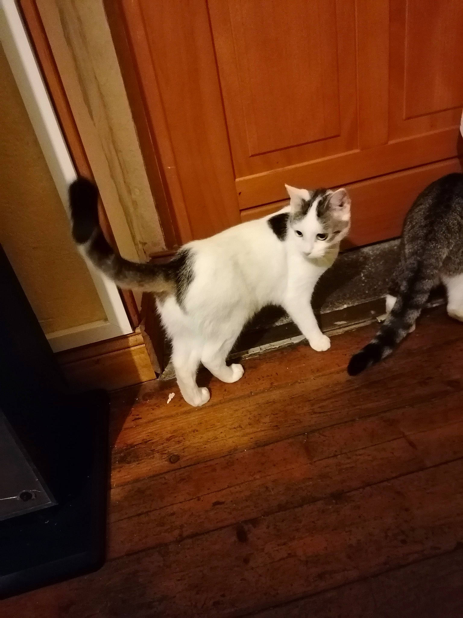 Blanche a rejoint le concours — aidez-le/la à gagner de superbes lots ! carnivore, cat, domestic_short_haired_cat, european_shorthair, felidae, floor, flooring, fur, hardwood, kitten, laminate_flooring, leg, mammal, paw, polydactyl_cat, small_to_medium_sized_cats, tail, whiskers, wood, wood_flooring