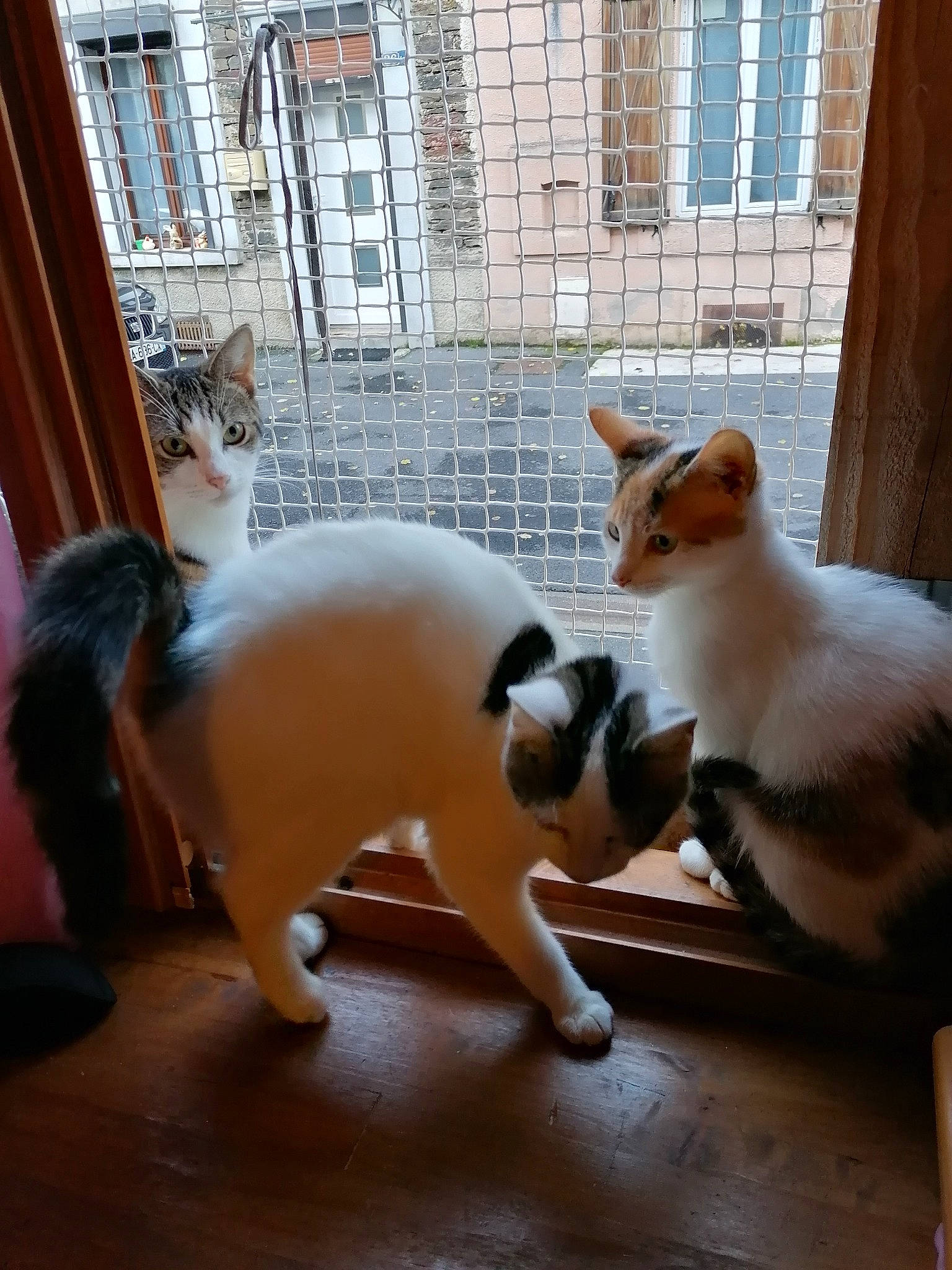 Blanche participe au concours pour gagner de l'argent avec cette photo : carnivore, cat, fawn, felidae, japanese_bobtail, kitten, polydactyl_cat, small_to_medium_sized_cats, tail, whiskers