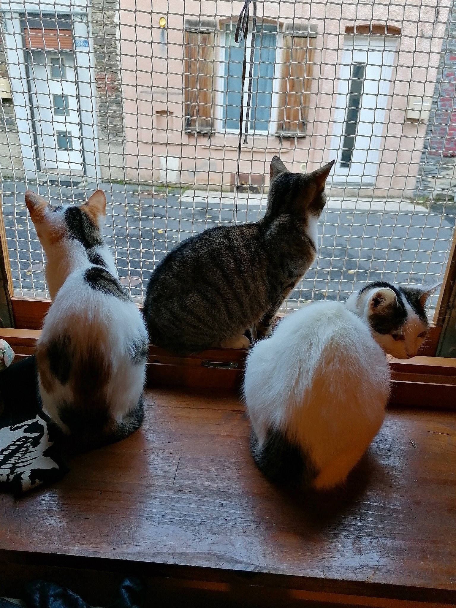 Blanche a rejoint le concours — aidez-le/la à gagner de superbes lots ! asian, carnivore, cat, european_shorthair, fawn, felidae, small_to_medium_sized_cats, tail, whiskers