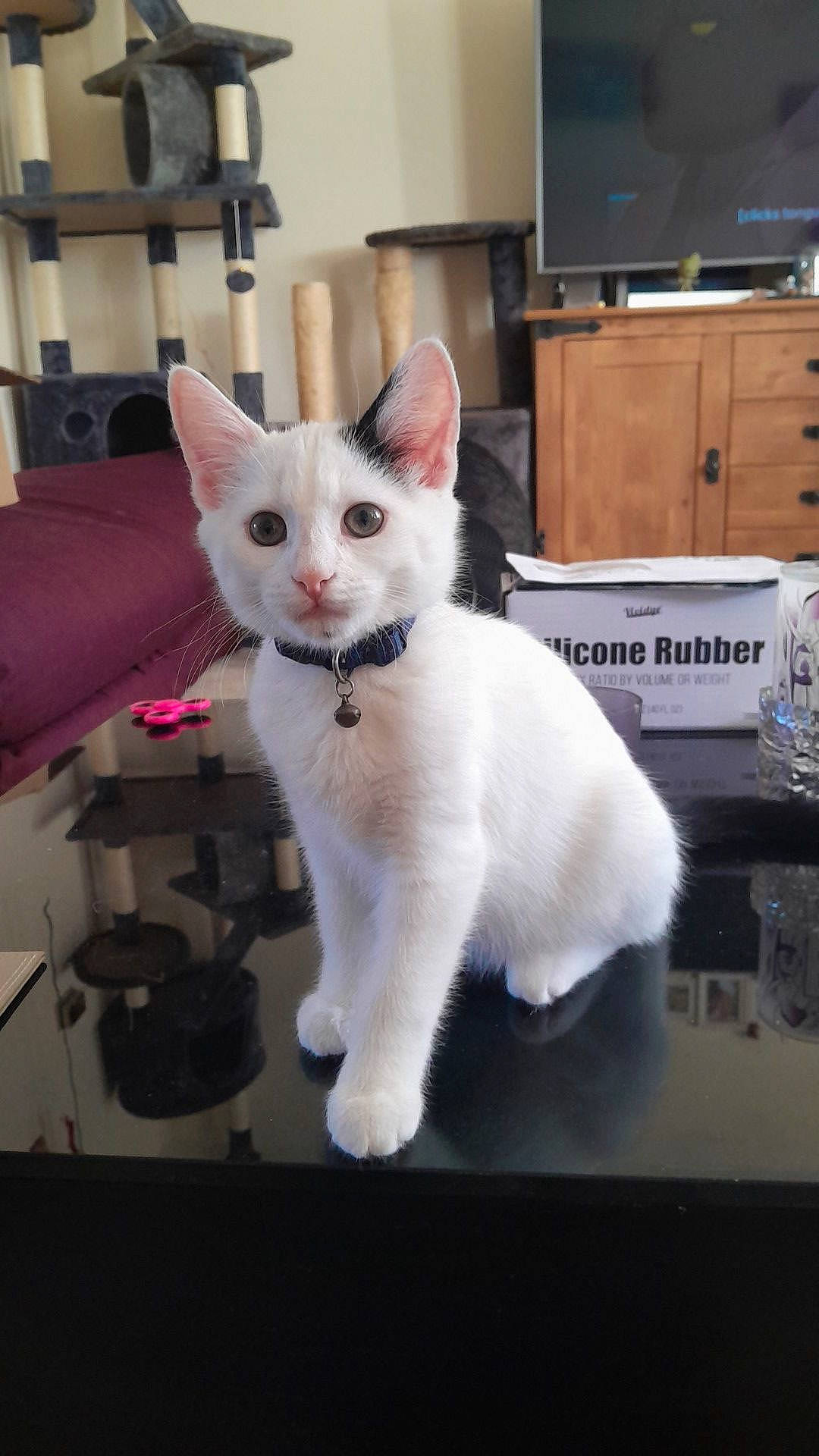 Loki is registered to the contest to win money with this photo: box, cabinetry, cable_television, carnivore, cat, cupboard, display_device, domestic_short_haired_cat, entertainment_center, felidae, fur, home_appliance, paw, picture_frame, room, small_to_medium_sized_cats, snout, tail, television, whiskers