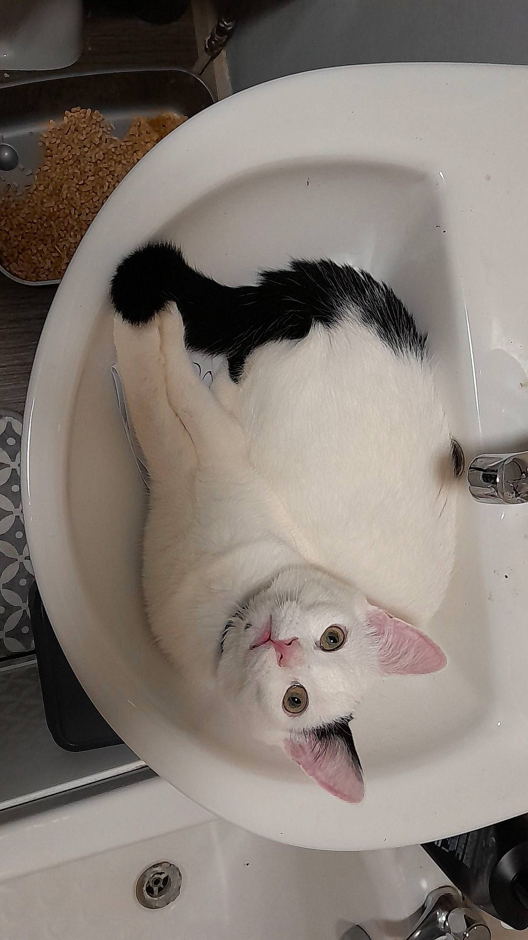 Loki joined the competition — help win amazing prizes! carnivore, cat, cat_supply, dishware, domestic_short_haired_cat, fang, felidae, fur, liquid, muroidea, paw, pet_supply, plumbing, plumbing_fixture, rodent, serveware, small_to_medium_sized_cats, snout, tail, whiskers