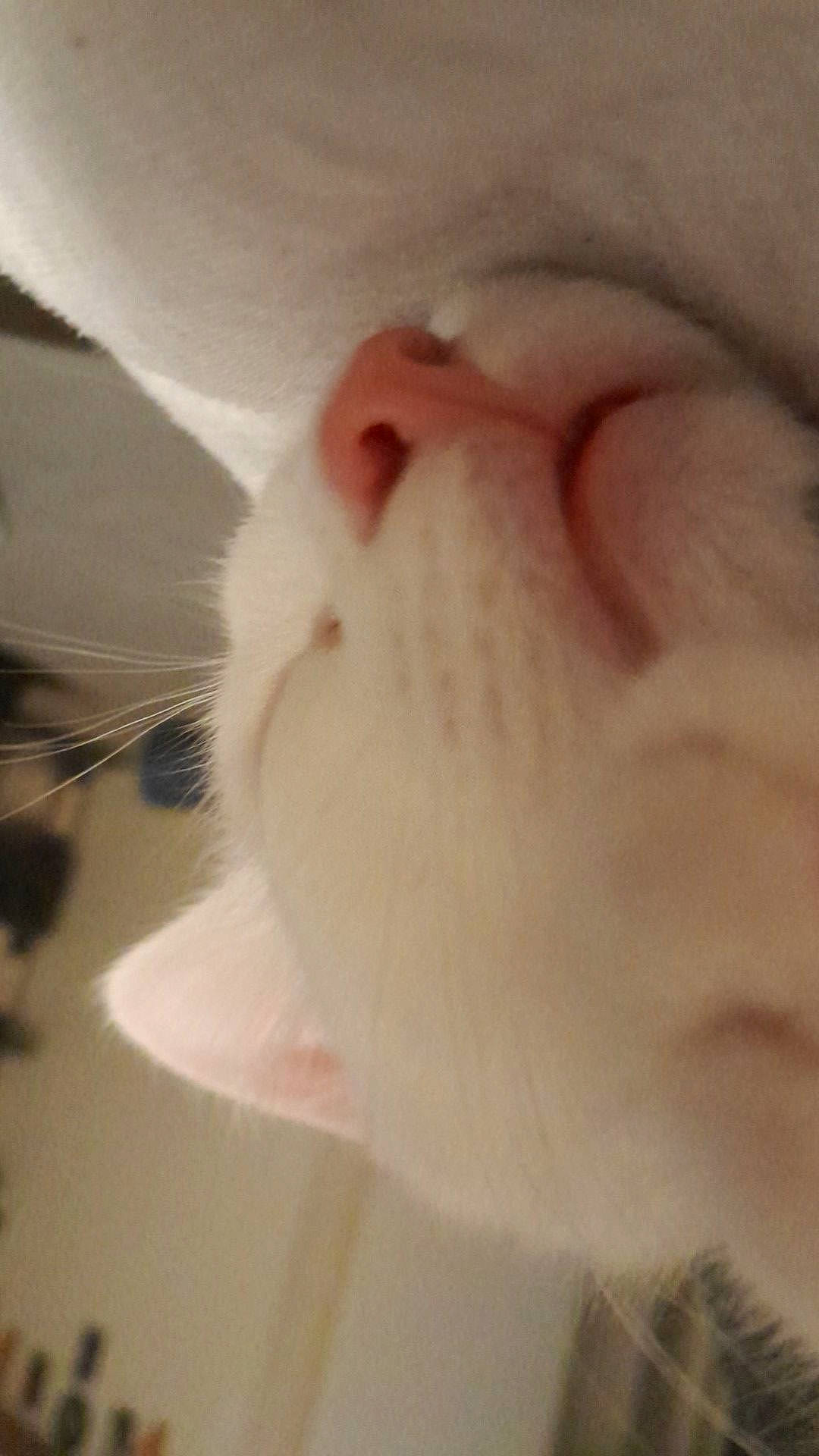 Loki is registered to the contest to win money with this photo: beard, carnivore, cat, close_up, ear, eye, eyebrow, eyelash, facial_hair, felidae, fur, head, human_body, iris, jaw, nose, petal, small_to_medium_sized_cats, snout, whiskers