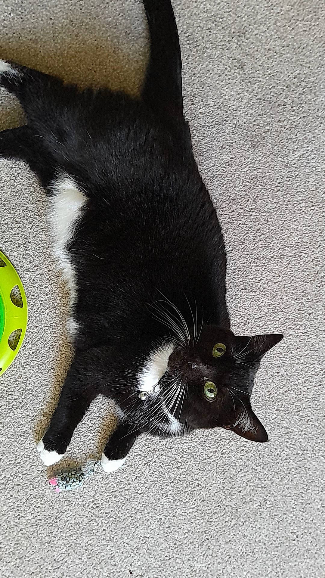 Misty is registered to the contest to win money with this photo: black_cat, bombay, carnivore, cat, claw, dog_breed, domestic_short_haired_cat, eye, felidae, foot, fur, gesture, human_leg, leg, paw, small_to_medium_sized_cats, snout, tail, terrestrial_animal, whiskers