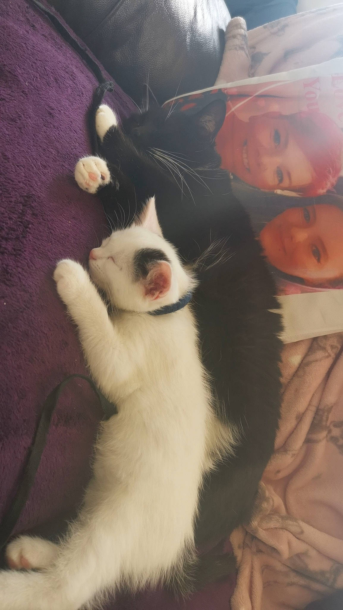 Misty is registered to the contest to win money with this photo: carnivore, cat, claw, comfort, companion_dog, dog_breed, domestic_short_haired_cat, felidae, formal_wear, fur, lap, small_to_medium_sized_cats, suit, tail, whiskers