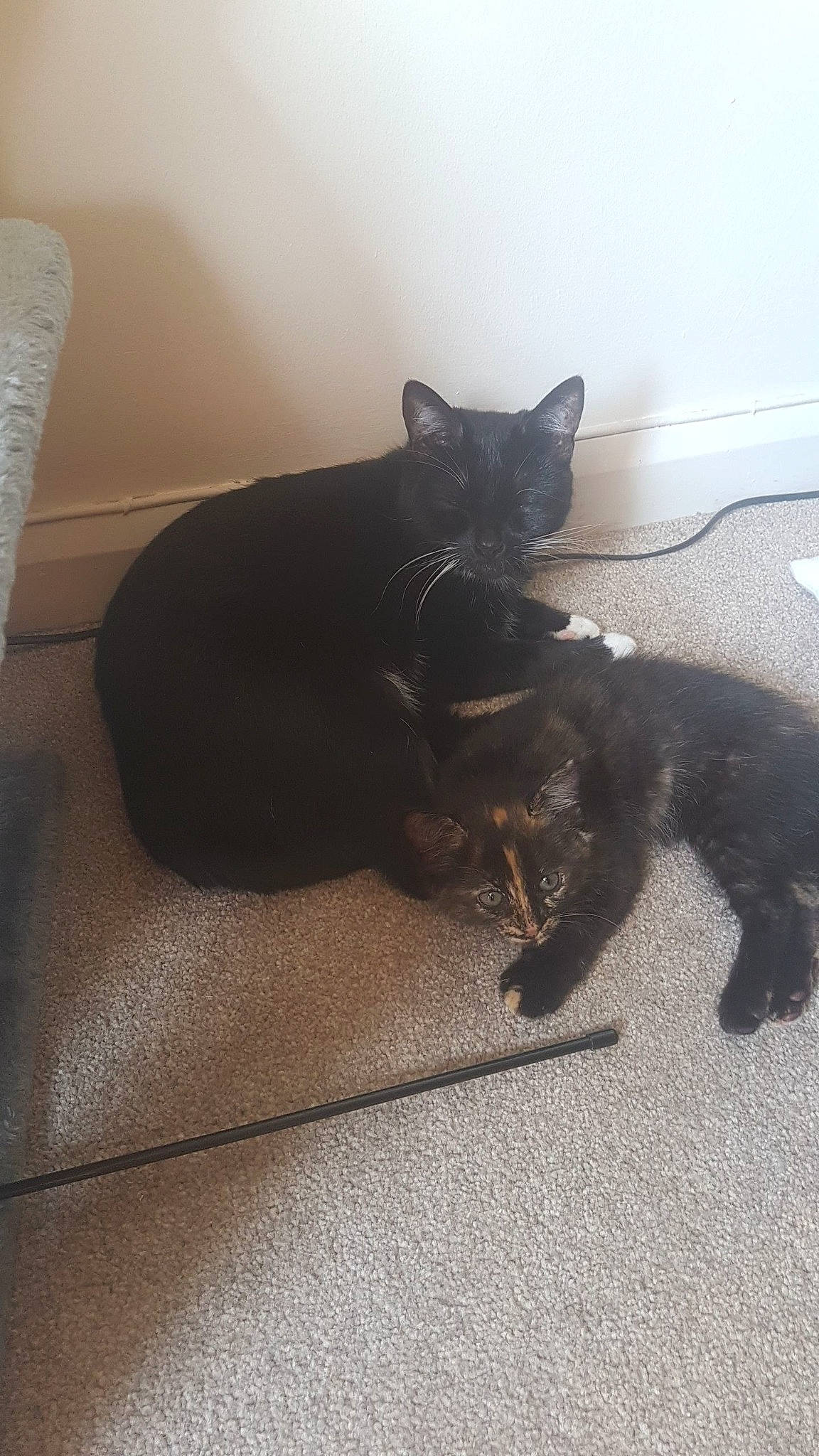 Misty is registered to the contest to win money with this photo: black_cat, bombay, carnivore, cat, claw, comfort, dog_breed, domestic_short_haired_cat, felidae, floor, flooring, foot, fur, grey, paper_towel, paw, shadow, small_to_medium_sized_cats, tail, whiskers