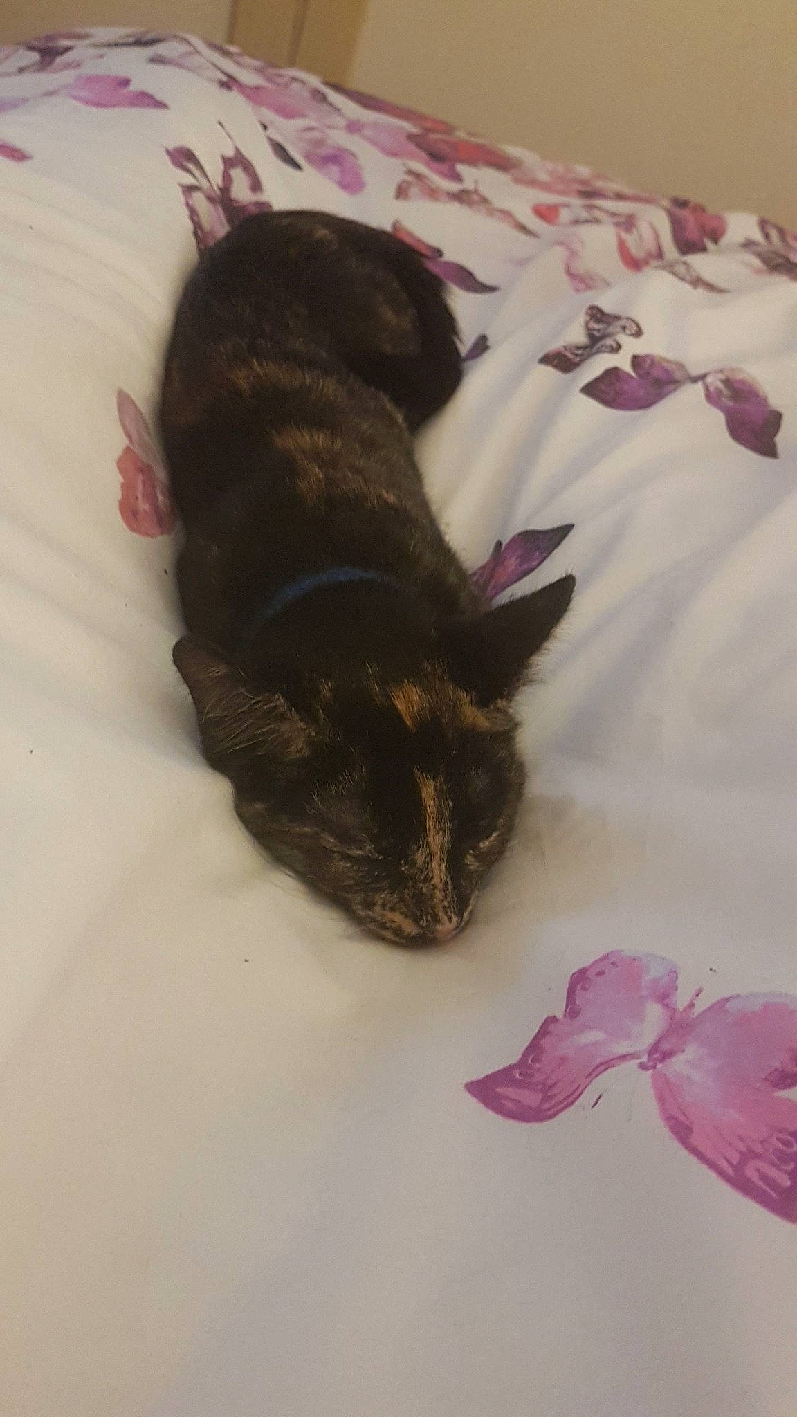 Jinx-my Little Sausage joined the competition — help win amazing prizes! carnivore, cat, comfort, domestic_short_haired_cat, felidae, flower, fur, linens, magenta, pedicel, petal, plant, small_to_medium_sized_cats, tail, terrestrial_animal, whiskers