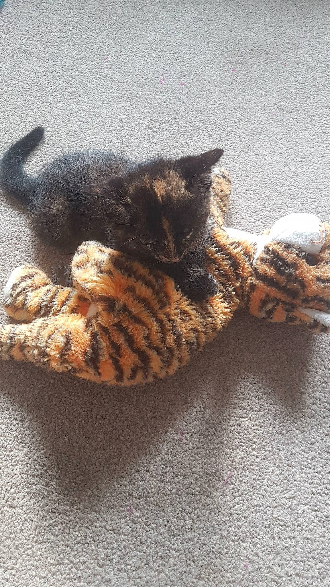 Jinx-my Little Sausage joined the competition — help win amazing prizes! carnivore, cat, claw, comfort, domestic_short_haired_cat, fawn, felidae, fur, pattern, paw, small_to_medium_sized_cats, snout, tail, terrestrial_animal, vertebrate, whiskers, wildlife, wood