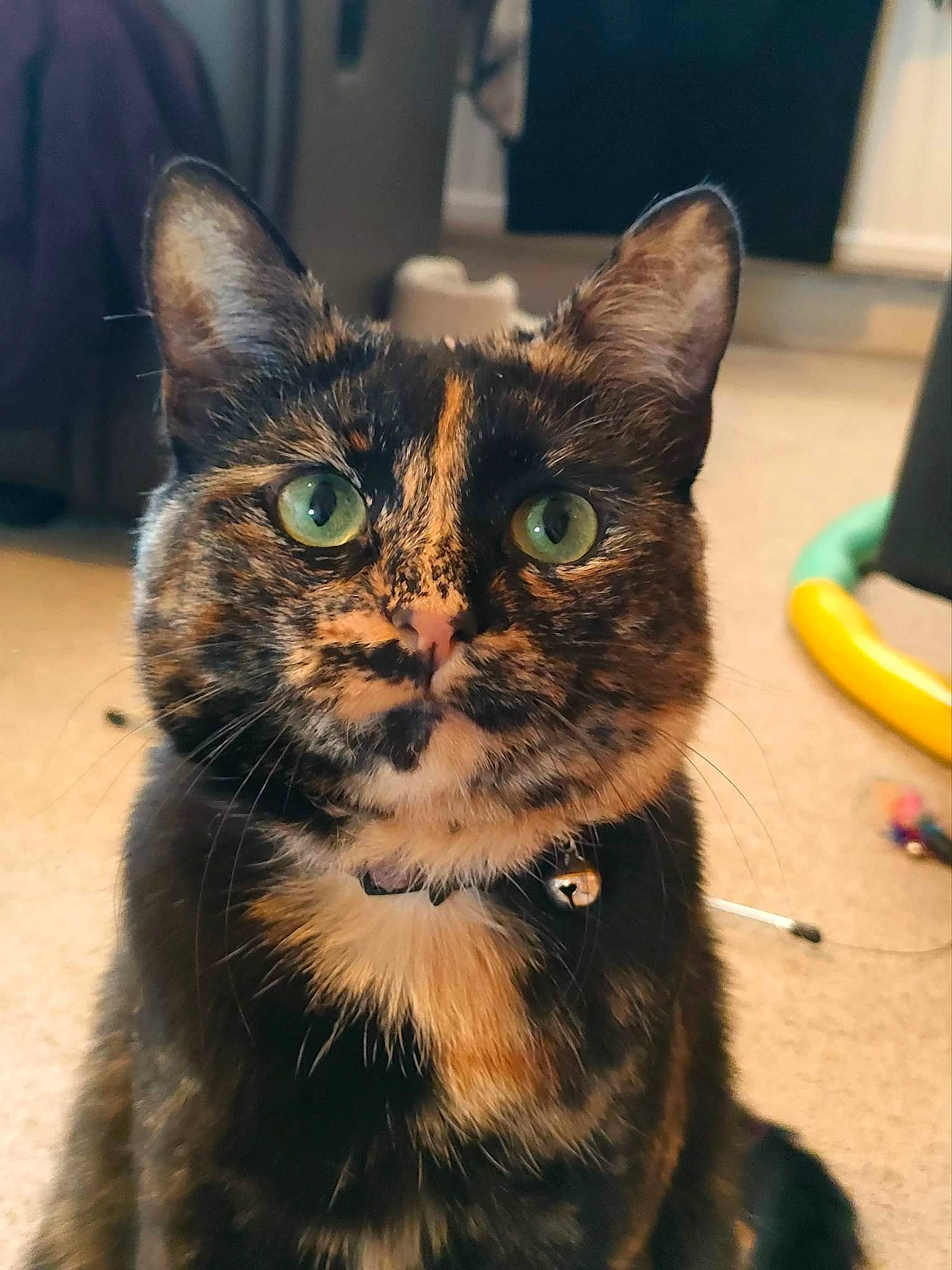 Jinx-my Little Sausage is registered to the contest to win money with this photo: black_cat, carnivore, cat, claw, collar, domestic_short_haired_cat, ear, felidae, fur, iris, paw, small_to_medium_sized_cats, snout, tail, terrestrial_animal, whiskers