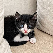 Kimy participe au concours pour gagner de l'argent avec cette photo : kitten, black_and_white, cat, blue_eyes, pet, animal, cute, feline, indoor, couch, beige, fur, whiskers, small, young, resting, cozy, curious, close_up, soft