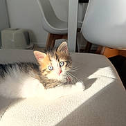 Zila a rejoint le concours — aidez-le/la à gagner de superbes lots ! kitten, cat, animal, pet, feline, fluffy, tricolor, small, cute, wide_eyed, sunlight, sunbeam, indoors, furniture, chair, couch, portrait, sitting, relaxed, home