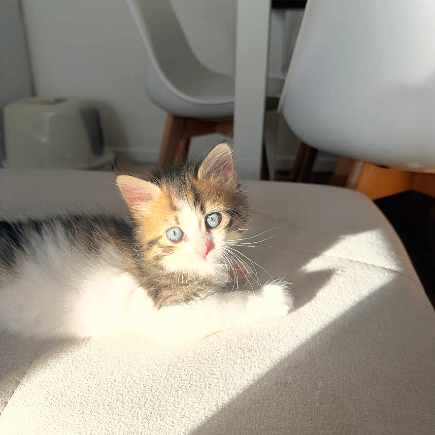 Zila a rejoint le concours — aidez-le/la à gagner de superbes lots ! kitten, cat, animal, pet, feline, fluffy, tricolor, small, cute, wide_eyed, sunlight, sunbeam, indoors, furniture, chair, couch, portrait, sitting, relaxed, home