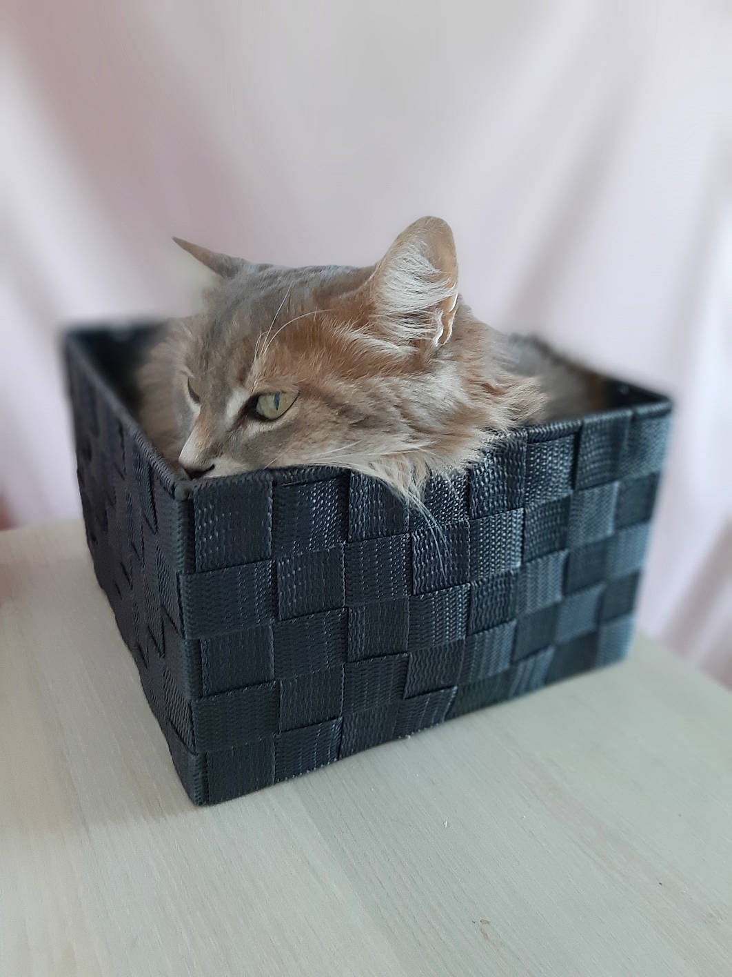Mitsy participe au concours pour gagner de l'argent avec cette photo : basket, box, cardboard, carnivore, carton, cat, comfort, domestic_short_haired_cat, fawn, felidae, grey, packaging_and_labeling, packing_materials, paper_product, shipping_box, small_to_medium_sized_cats, tail, whiskers, wicker, wood