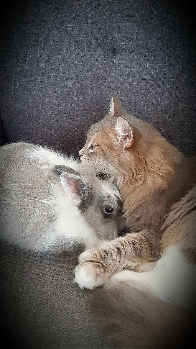 Mitsy a rejoint le concours — aidez-le/la à gagner de superbes lots ! canidae, carnivore, cat, claw, comfort, companion_dog, couch, dog_breed, domestic_short_haired_cat, ear, fawn, felidae, fur, nap, paw, small_to_medium_sized_cats, snout, tail, terrestrial_animal, whiskers