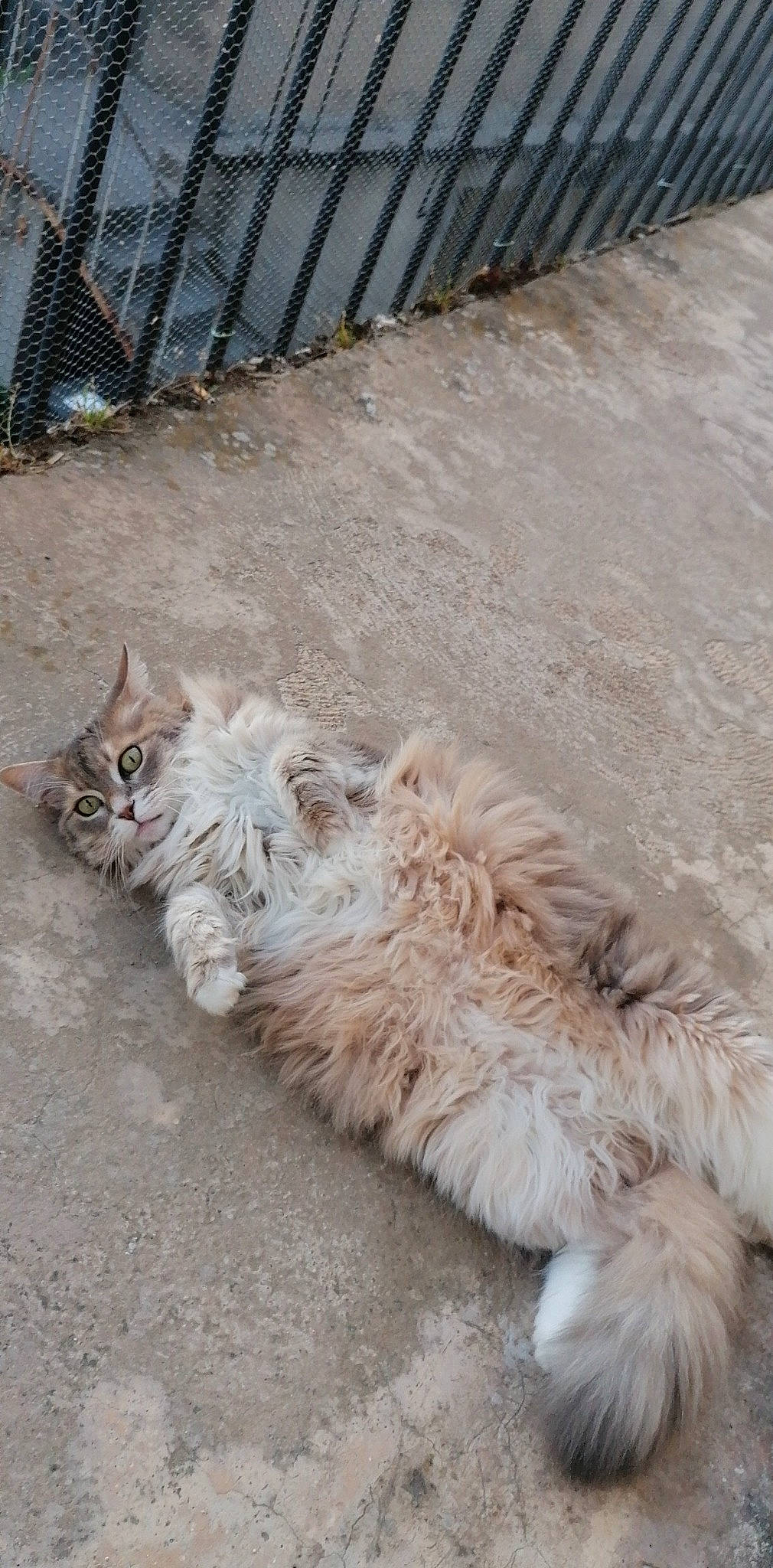 Mitsy a rejoint le concours — aidez-le/la à gagner de superbes lots ! asphalt, carnivore, cat, claw, companion_dog, dog_breed, domestic_short_haired_cat, fawn, felidae, fence, flooring, fur, mammal, paw, road_surface, sidewalk, small_to_medium_sized_cats, tail, terrestrial_animal, whiskers