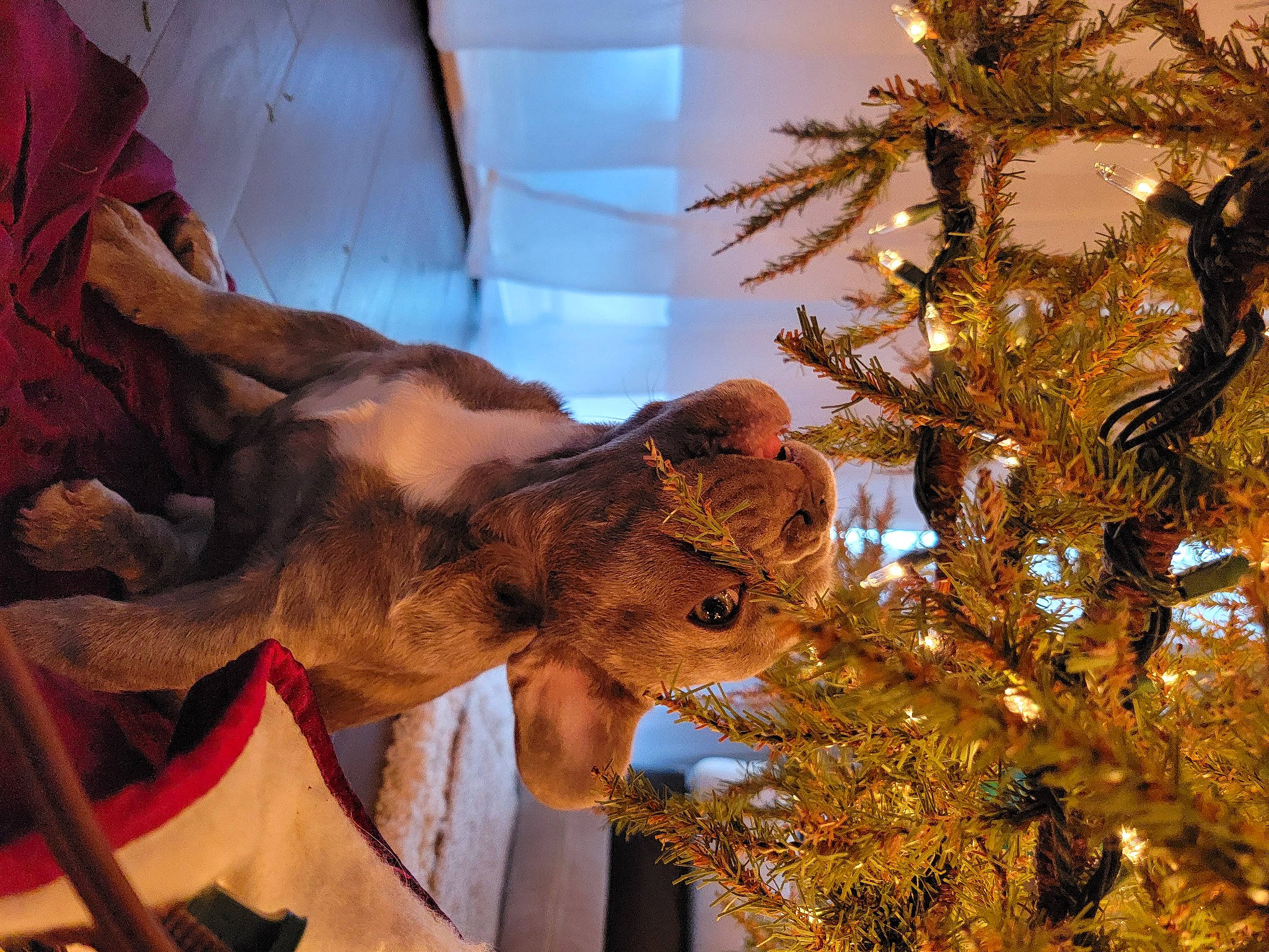 Spike joined the competition — help win amazing prizes! art, christmas, christmas_decoration, christmas_eve, christmas_ornament, christmas_tree, conifer, event, evergreen, fawn, felidae, hat, holiday, holiday_ornament, metal, ornament, terrestrial_animal, tradition, tree, wood
