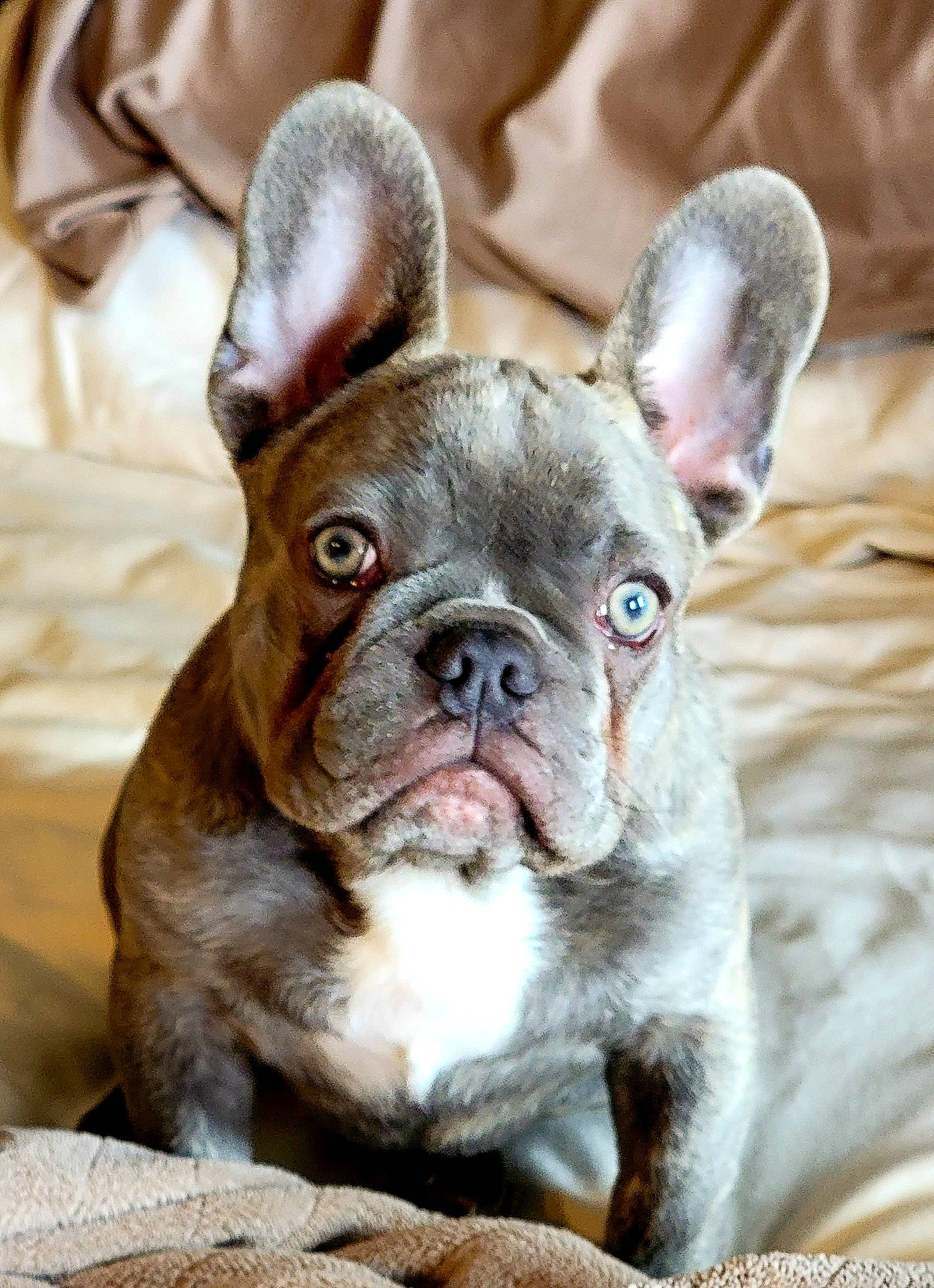Spike is registered to the contest to win money with this photo: bulldog, canidae, carnivore, comfort, companion_dog, dog, dog_breed, ear, fawn, french_bulldog, grass, liver, non_sporting_group, snout, sporting_group, terrestrial_animal, toy_dog, whiskers, working_animal, wrinkle