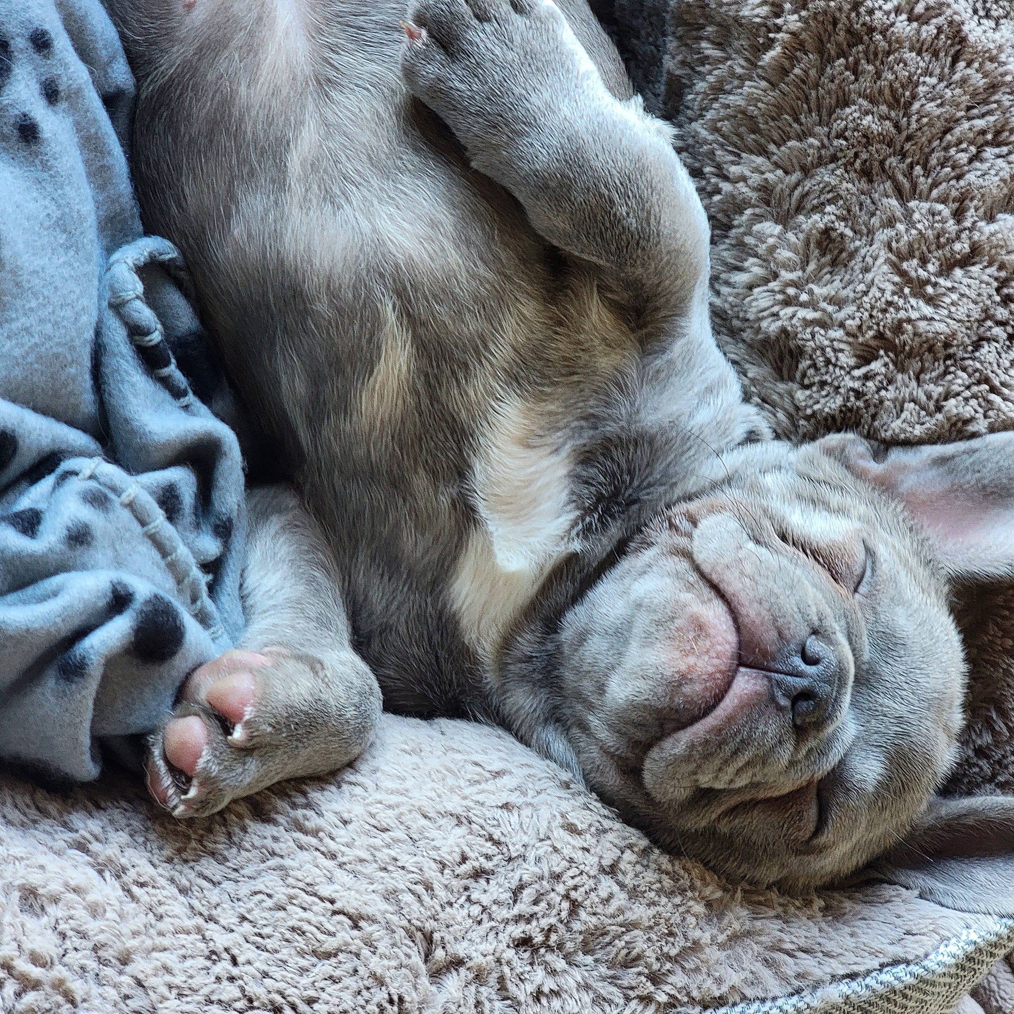 Spike is registered to the contest to win money with this photo: carnivore, claw, comfort, dog_breed, fawn, felidae, foot, fur, grass, grey, human_leg, livestock, paw, snout, sporting_group, terrestrial_animal, whiskers, wildlife, working_animal, wrinkle