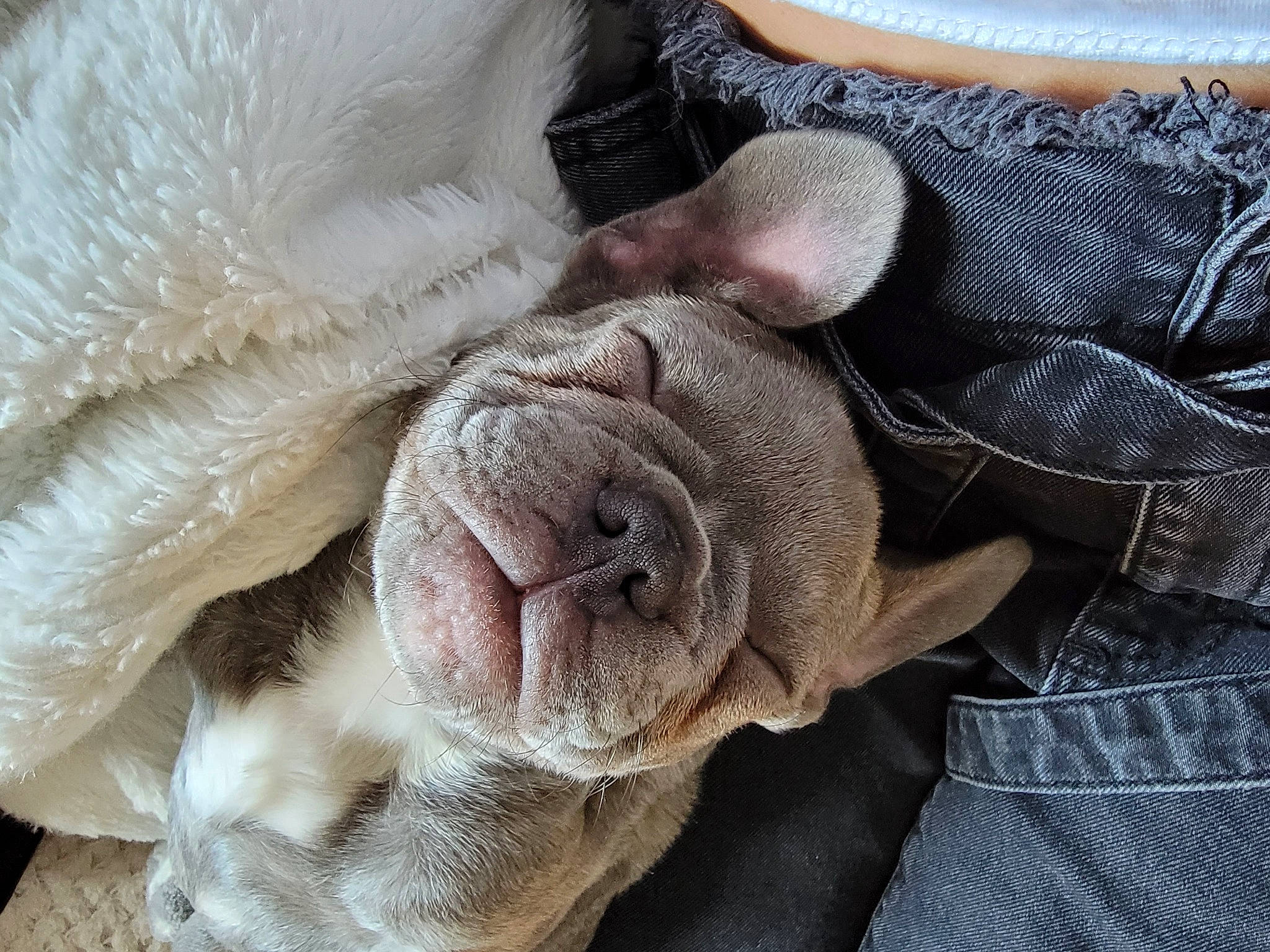 Spike joined the competition — help win amazing prizes! ball, canidae, carnivore, comfort, companion_dog, dog, dog_breed, ear, fawn, flower, fur, liver, molosser, nap, snout, sporting_group, terrestrial_animal, whiskers, working_animal, wrinkle