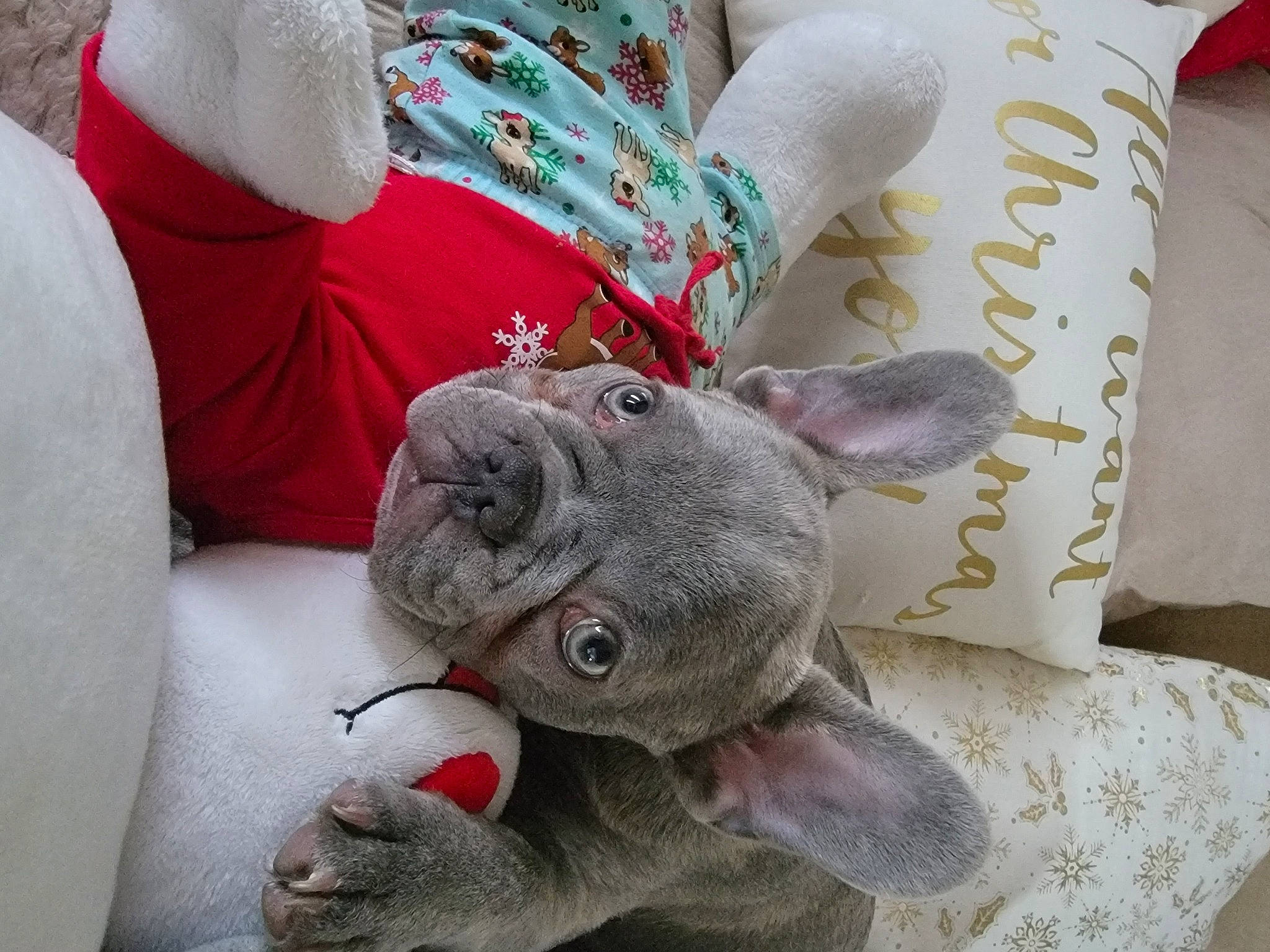 Spike is registered to the contest to win money with this photo: bedding, carmine, comfort, couch, fawn, felidae, foot, fur, grey, linens, pattern, pillow, pink, plush, sleeve, stuffed_toy, textile, throw_pillow, toy, white