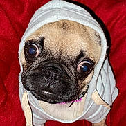 Molly Stivers is registered to the contest to win money with this photo: dog, pug, hoodie, pet, animal, cute, close_up, portrait, indoors, red_blanket, fur, face, eyes, nose, whiskers, clothing, cozy, small_dog, puppy, looking_up