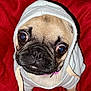 dog, pug, hoodie, pet, animal, cute, close_up, portrait, indoors, red_blanket, fur, face, eyes, nose, whiskers, clothing, cozy, small_dog, puppy, looking_up