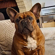 Tito a rejoint le concours — aidez-le/la à gagner de superbes lots ! dog, french_bulldog, brown_dog, pet, indoor, couch, blanket, home, cozy, ears, white_patch, looking, sitting, animal, fur, cute, companion, domestic, comfort, relaxed