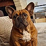 dog, french_bulldog, brown_dog, pet, indoor, couch, blanket, home, cozy, ears, white_patch, looking, sitting, animal, fur, cute, companion, domestic, comfort, relaxed