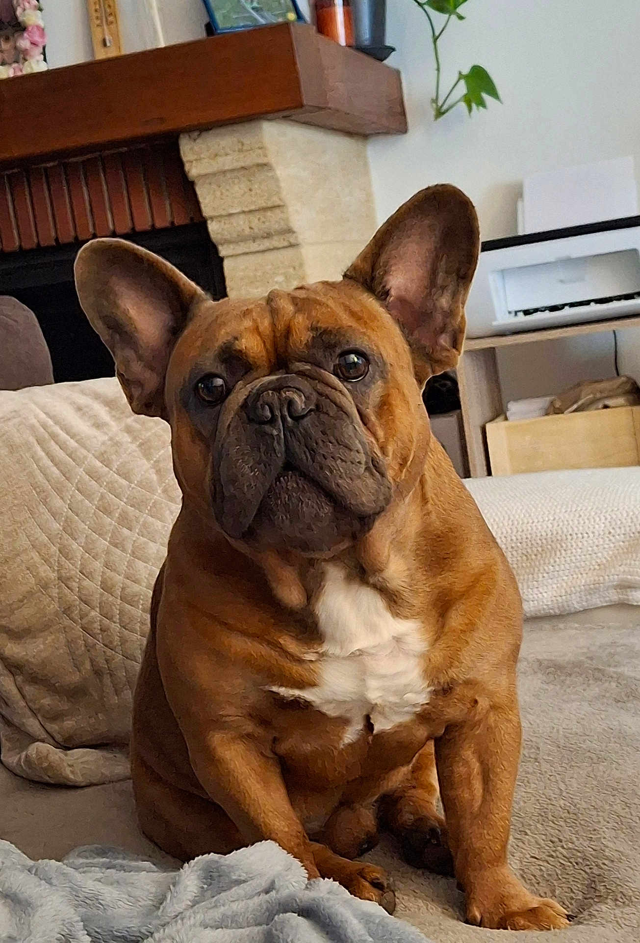 Tito a rejoint le concours — aidez-le/la à gagner de superbes lots ! dog, french_bulldog, brown_dog, pet, indoor, couch, blanket, home, cozy, ears, white_patch, looking, sitting, animal, fur, cute, companion, domestic, comfort, relaxed