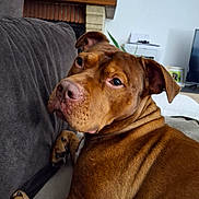 Symbah a rejoint le concours — aidez-le/la à gagner de superbes lots ! dog, brown_dog, pet, couch, indoor, living_room, fur, canine, looking_back, ears, nose, paw, home, furniture, relaxed, animal, mammal, portrait, domestic_animal, companion