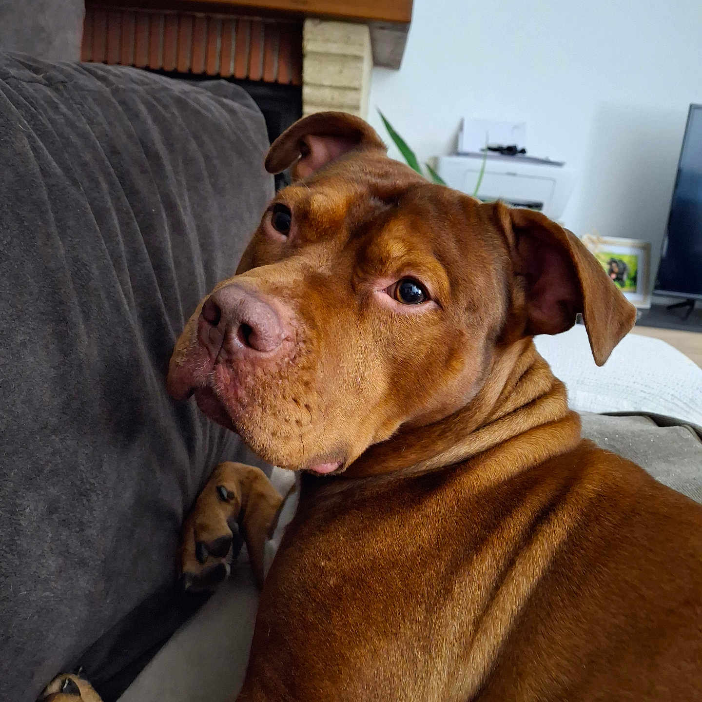 Symbah a rejoint le concours — aidez-le/la à gagner de superbes lots ! animal, brown_dog, canine, companion, couch, dog, domestic_animal, ears, fur, furniture, home, indoor, living_room, looking_back, mammal, nose, paw, pet, portrait, relaxed