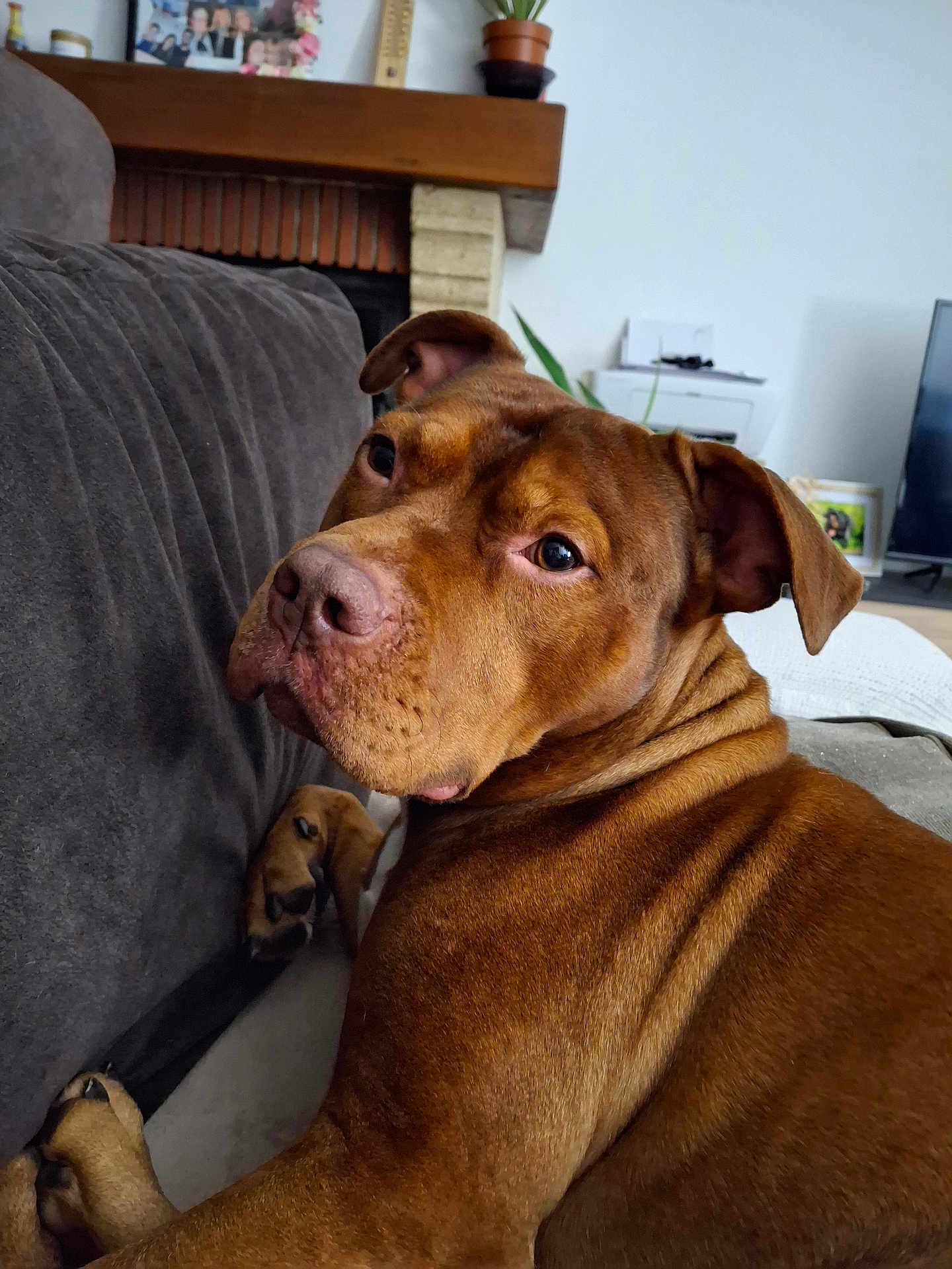 Symbah a rejoint le concours — aidez-le/la à gagner de superbes lots ! dog, brown_dog, pet, couch, indoor, living_room, fur, canine, looking_back, ears, nose, paw, home, furniture, relaxed, animal, mammal, portrait, domestic_animal, companion