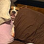 Bos is registered to the contest to win money with this photo: dog, pillow, bed, blanket, brown, beige, pink, sleepy, cozy, indoor, resting, pet, cute, animal, comfort, soft, relaxed, face, fur, napping