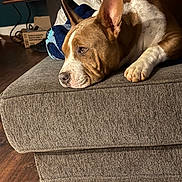 Bos is registered to the contest to win money with this photo: dog, couch, indoor, brown_and_white, relaxed, pet, furniture, blanket, living_room, ears, paw, wooden_floor, side_view, domestic_animal, comfort, resting, close_up, household, canine, portrait