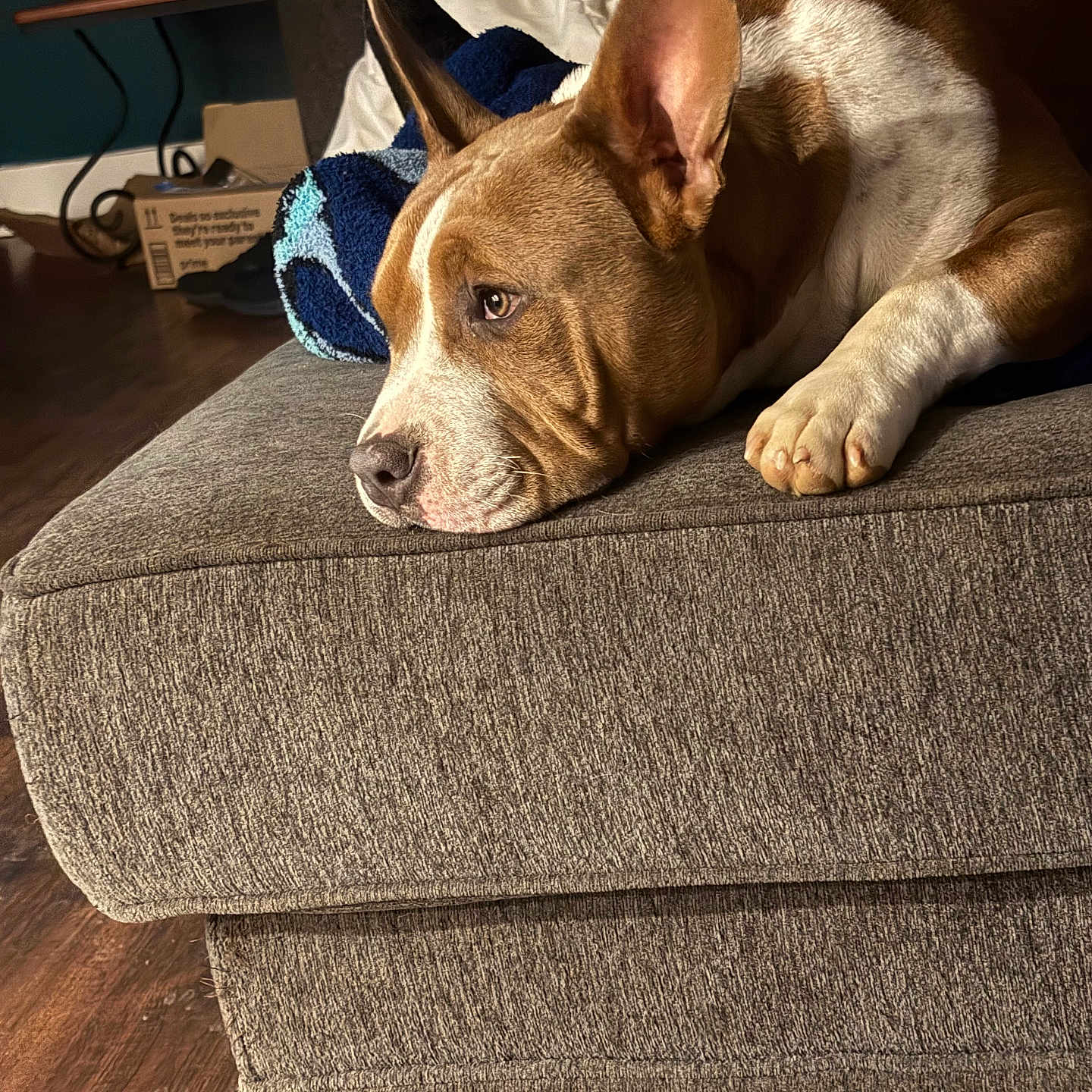 Bos is registered to the contest to win money with this photo: blanket, brown_and_white, canine, close_up, comfort, couch, dog, domestic_animal, ears, furniture, household, indoor, living_room, paw, pet, portrait, relaxed, resting, side_view, wooden_floor