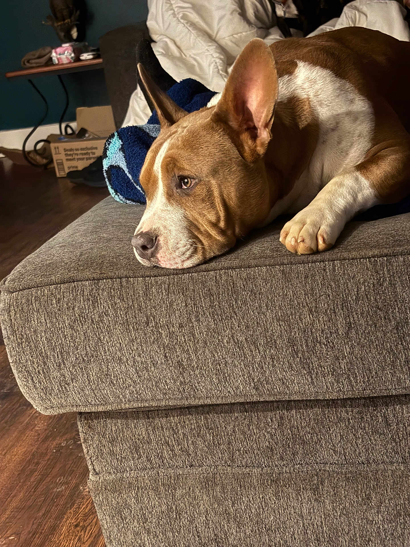 Bos is registered to the contest to win money with this photo: dog, couch, indoor, brown_and_white, relaxed, pet, furniture, blanket, living_room, ears, paw, wooden_floor, side_view, domestic_animal, comfort, resting, close_up, household, canine, portrait