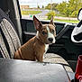 dog, brown_dog, white_markings, vehicle_interior, car_seat, patterned_seat_cover, ears, pet, animal, road, trees, greenery, window, side_mirror, dashboard, sky, cloudy, curious, sitting, indoors