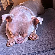 Gigi is registered to the contest to win money with this photo: dog, sleeping, resting, brown_fur, paws, ears, wrinkles, close_up, indoor, soft_surface, cute, pet, canine, relaxed, napping, animal, companion, cozy, fur, snout