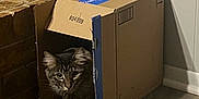 Willow joined the competition — help win amazing prizes! animal, box, brick_wall, brown, cardboard, cat, container, cozy, curious, cute, domestic, feline, floor, hideout, home, indoor, peek, pet, tabby, wood_floor