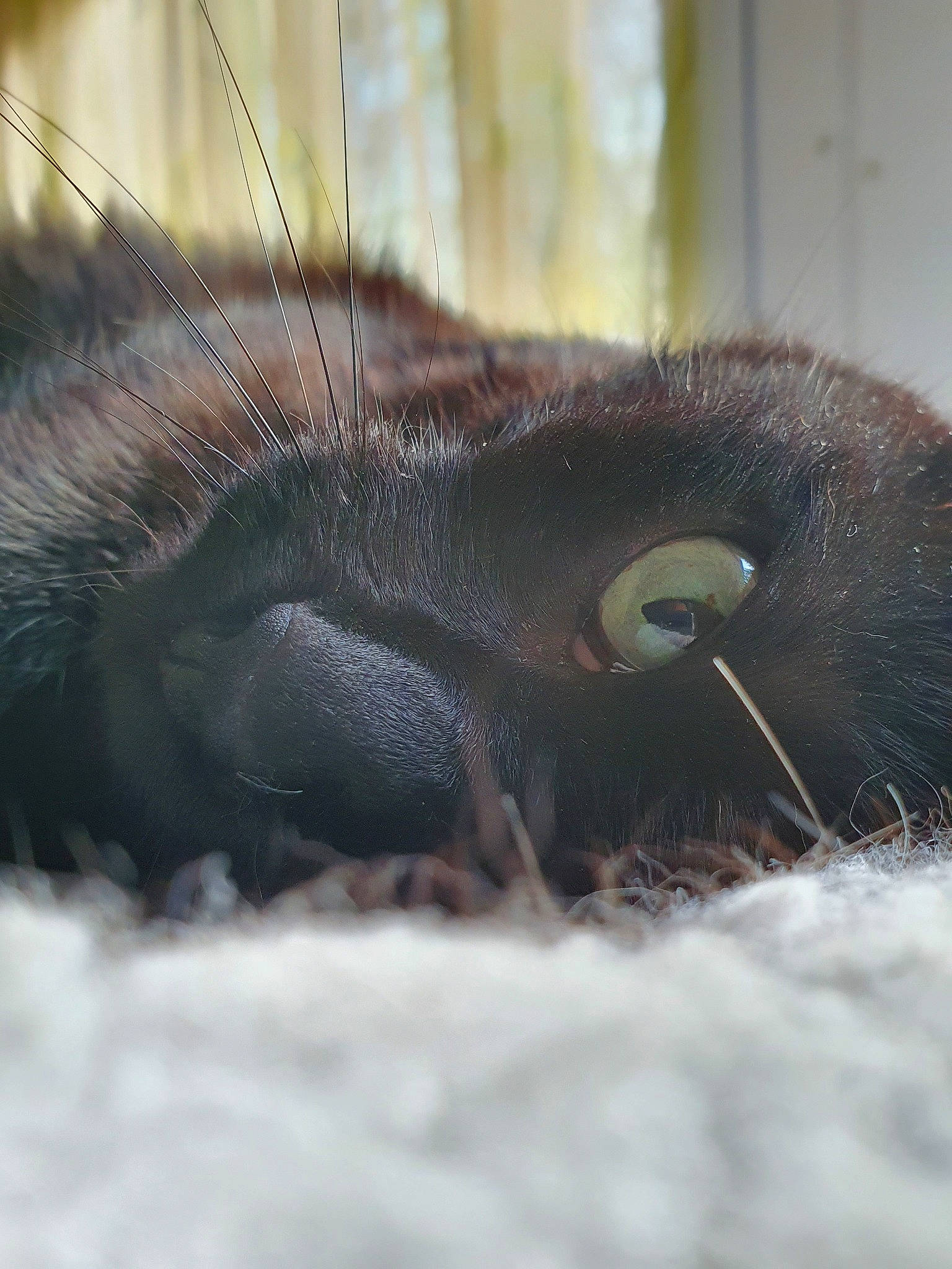 Ebène participe au concours pour gagner de l'argent avec cette photo : close_up, eye, fur, nose, snout, tail, wildlife