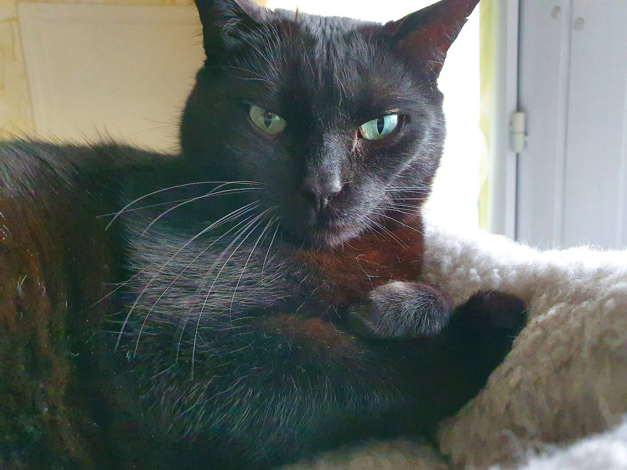 Ebène participe au concours pour gagner de l'argent avec cette photo : asian, black_cat, burmese, carnivore, cat, domestic_short_haired_cat, felidae, german_rex, havana_brown, javanese, korat, mammal, nebelung, ojos_azules, russian_blue, small_to_medium_sized_cats, snout, tonkinese, vertebrate, whiskers