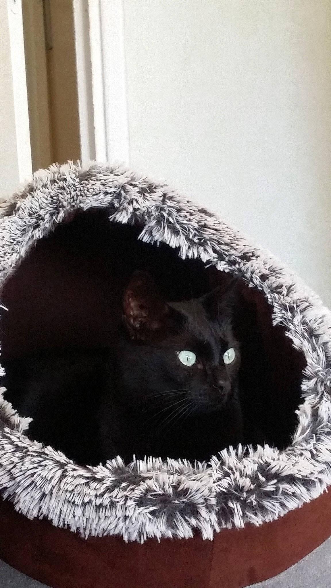 Ebène a rejoint le concours — aidez-le/la à gagner de superbes lots ! asian, black, black_and_white, black_cat, british_shorthair, carnivore, cat, cat_bed, domestic_short_haired_cat, felidae, fur, kitten, nebelung, russian_blue, small_to_medium_sized_cats, whiskers