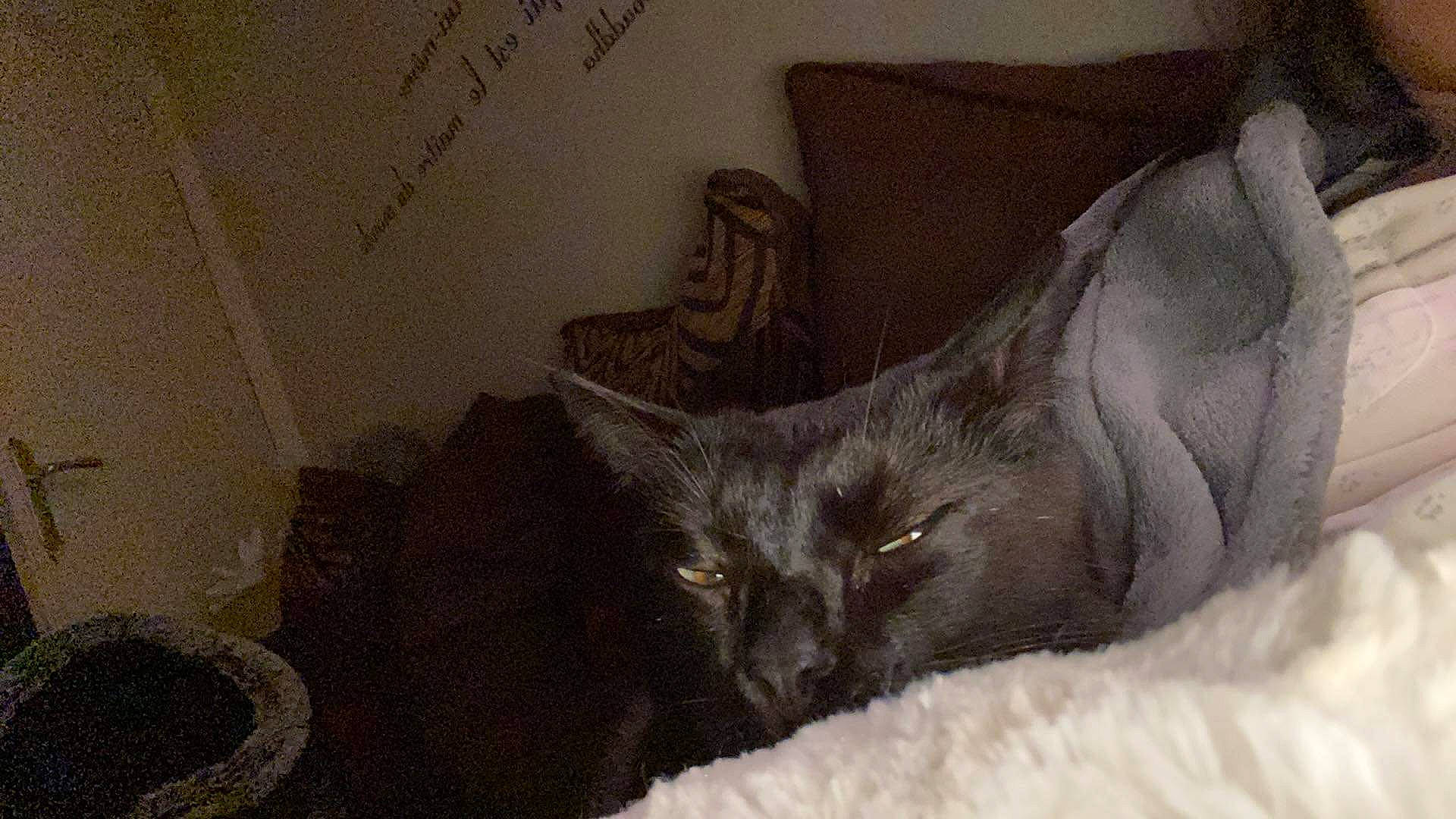 Ebène a rejoint le concours — aidez-le/la à gagner de superbes lots ! asian, bed, black_cat, british_shorthair, burmese, carnivore, cat, chartreux, domestic_short_haired_cat, fawn, felidae, fur, kitten, korat, nebelung, norwegian_forest_cat, russian_blue, small_to_medium_sized_cats, tail, whiskers