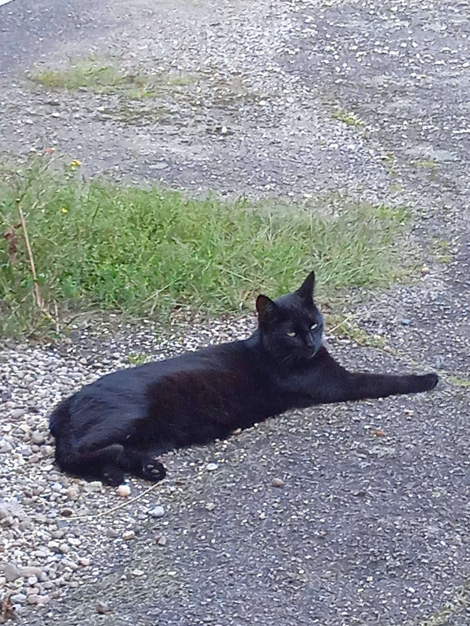 Plume a rejoint le concours — aidez-le/la à gagner de superbes lots ! asphalt, black_cat, canidae, carnivore, cat, dog_breed, domestic_short_haired_cat, felidae, fur, grass, plant, road_surface, small_to_medium_sized_cats, snout, soil, sporting_group, tail, terrestrial_animal, tints_and_shades, whiskers