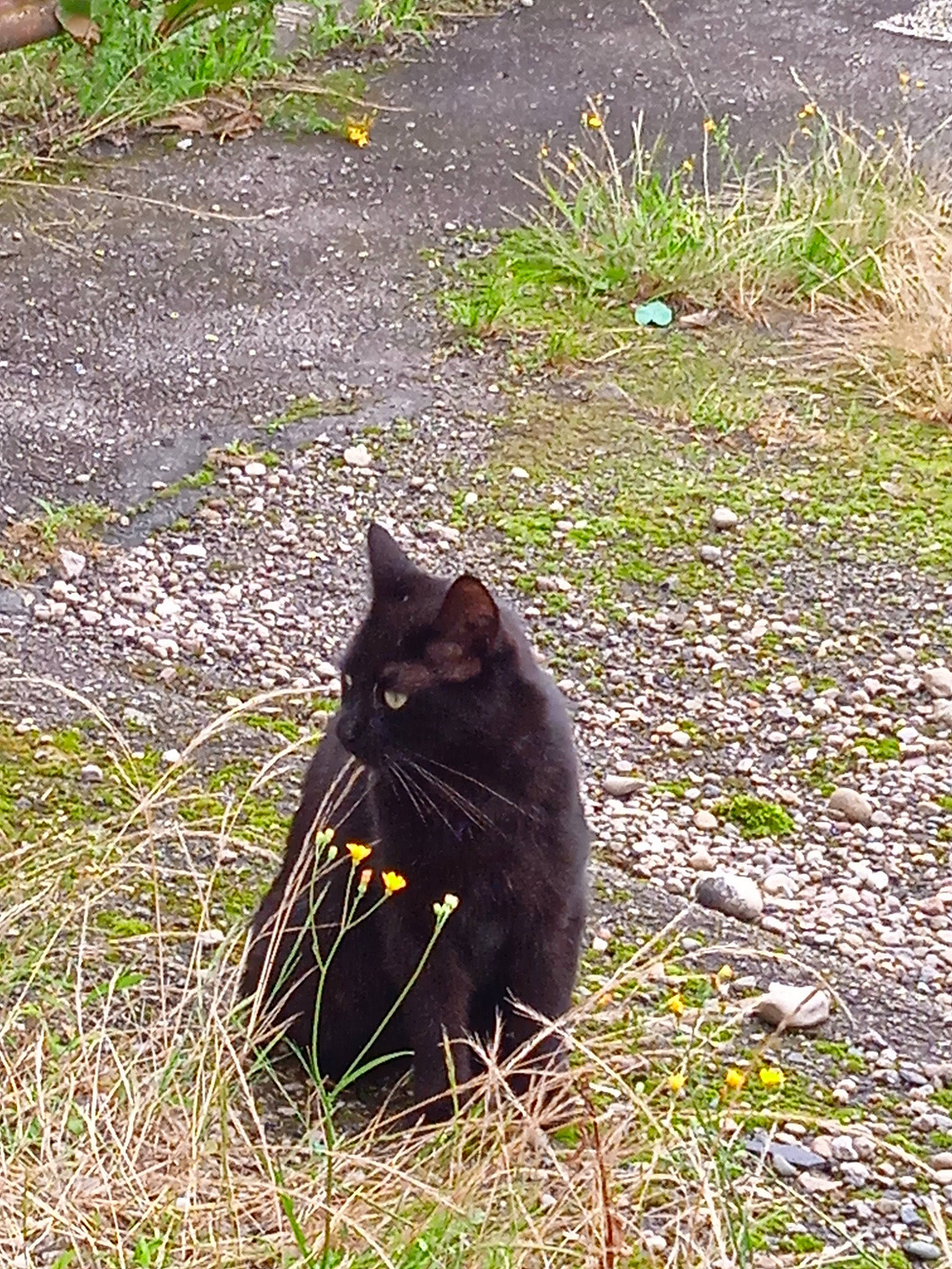 Plume a rejoint le concours — aidez-le/la à gagner de superbes lots ! black_cat, bombay, carnivore, cat, domestic_short_haired_cat, felidae, fur, grass, grass_family, groundcover, plant, road_surface, shadow, small_to_medium_sized_cats, snout, soil, tail, terrestrial_animal, whiskers
